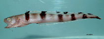 Image of Lepophidium staurophor (Barred cusk-eel)