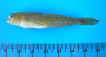 To FishBase images (<i>Lesueurigobius suerii</i>, Turkey, by Ilkyaz, A.T.)