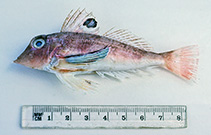 To FishBase images (<i>Lepidotrigla umbrosa</i>, Australia, by Graham, K.)