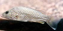 To FishBase images (<i>Leiopotherapon unicolor</i>, Australia, by Aland, G.)