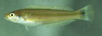 To FishBase images (<i>Leptojulis urostigma</i>, Fiji, by Winterbottom, R.)