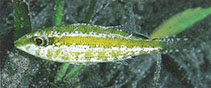 To FishBase images (<i>Lethrinus variegatus</i>, Papua New Guinea, by Kuiter, R.H.)