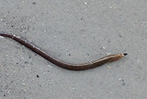 Image of Letharchus velifer (Sailfin eel)