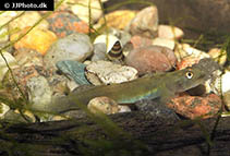 To FishBase images (<i>Lentipes whittenorum</i>, by JJPhoto)