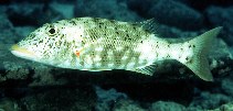 To FishBase images (<i>Lethrinus xanthochilus</i>, Malaysia, by Randall, J.E.)