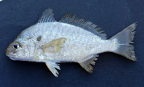 To FishBase images (<i>Leiostomus xanthurus</i>, by NOAA\NMFS\Mississippi Laboratory)