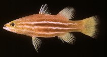 To FishBase images (<i>Liopropoma africanum</i>, Djibouti, by Randall, J.E.)