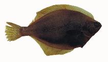 Image of Limanda aspera (Yellowfin sole)