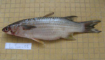 To FishBase images (<i>Liza bandialensis</i>, Senegal, by Durand, J.-D.)