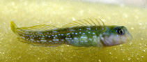 To FishBase images (<i>Lipophrys caboverdensis</i>, Cape Verde, by Wirtz, P.)