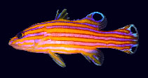 To FishBase images (<i>Liopropoma carmabi</i>, Brazil, by Gasparini, J.L.)