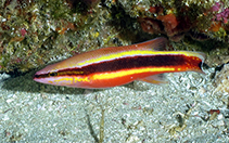 Image of Liopropoma eukrines (Wrasse bass)