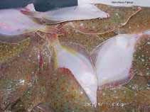Image of Myzopsetta ferruginea (Yellowtail flounder)