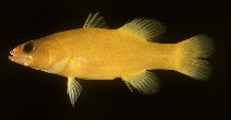 To FishBase images (<i>Liopropoma flavidum</i>, French Polynesia, by Randall, J.E.)