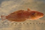 Image of Liparis florae (Tidepool snailfish)