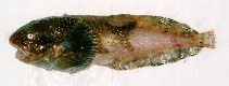 Image of Liparis gibbus (Variegated snailfish)