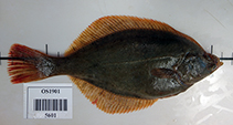 Image of Liopsetta glacialis (Arctic flounder)