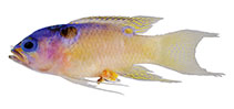 To FishBase images (<i>Lipogramma idabeli</i>, Honduras, by Luke Tornabene et al., 2018)