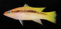 To FishBase images (<i>Liopropoma lemniscatum</i>, Palau, by Pyle, R.L.)