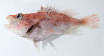 To FishBase images (<i>Lioscorpius longiceps</i>, by Gloerfelt-Tarp, T.)