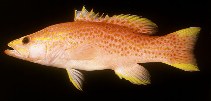 To FishBase images (<i>Liopropoma maculatum</i>, Hawaii, by Randall, J.E.)