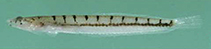 To FishBase images (<i>Limnichthys marisrubri</i>, Israel, by Bogorodsky, S.V.)