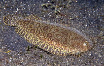 To FishBase images (<i>Liachirus melanospilos</i>, Indonesia, by Adams, M.J.)