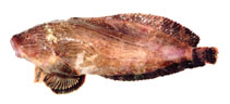 To FishBase images (<i>Liparis ochotensis</i>, Russia, by Orlov, A.)