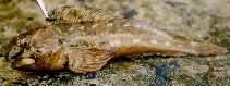 To FishBase images (<i>Lipophrys pholis</i>, Ireland, by Østergaard, T.)