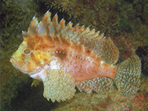 To FishBase images (<i>Liocranium pleurostigma</i>, Indonesia, by Allen, G.R.)