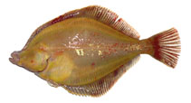Image of Myzopsetta proboscidea (Longhead dab)