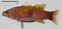 To FishBase images (<i>Liopropoma randalli</i>, India, by Akhilesh, K.V. /  Bineesh, K.K.)