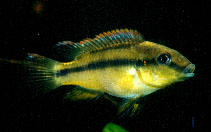 To FishBase images (<i>Limbochromis robertsi</i>, by RMCA)