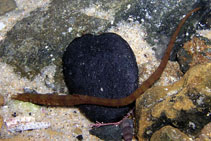To FishBase images (<i>Lissocampus runa</i>, Australia, by Schulz, S.)