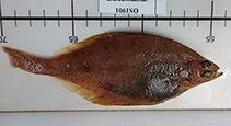 To FishBase images (<i>Limanda sakhalinensis</i>, USA, by Miller, T.)