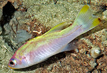 Image of Liopropoma santi (Spot-tail golden bass)