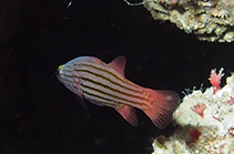 Image of Liopropoma susumi (Meteor perch)