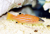 To FishBase images (<i>Liopropoma swalesi</i>, by Tanaka, H.)