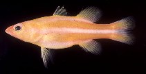 To FishBase images (<i>Liopropoma tonstrinum</i>, Marshall Is., by Randall, J.E.)