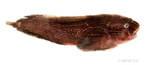 To FishBase images (<i>Liparis tunicatus</i>, by DESCNA)