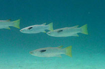 To FishBase images (<i>Liza vaigiensis</i>, New Caledonia, by Dubosc, J.)