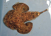 To FishBase images (<i>Lophius americanus</i>, Canada, by Sargent, P.)