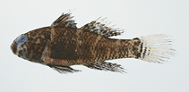 To FishBase images (<i>Lophogobius bleekeri</i>, Thailand, by Satapoomin, U.)