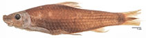 Image of Lobocheilos cornutus 