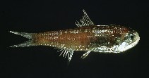 To FishBase images (<i>Lobianchia dofleini</i>, Italy, by Costa, F.)
