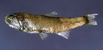 To FishBase images (<i>Lobianchia gemellarii</i>, Italy, by Costa, F.)