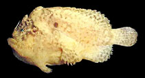 To FishBase images (<i>Lophiocharon hutchinsi</i>, Australia, by Pietsch, T.W.)
