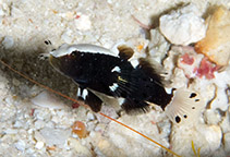 Image of Lotilia klausewitzi (Dancer shrimp goby)