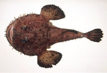 To FishBase images (<i>Lophius litulon</i>, Japan, by Suzuki, T.)