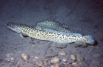 To FishBase images (<i>Lota lota</i>, Canada, by Keeley, E.R.)